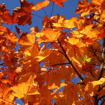 Maple leaves in autumn sunlight