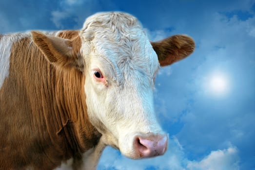 Funny dreamy cow on the cloud travelling in mystical blue sky