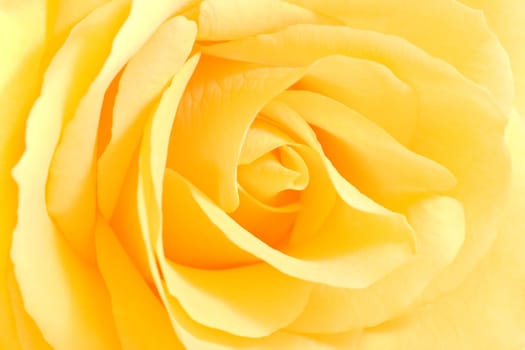 Soft yellow rose in close view - horizontal image