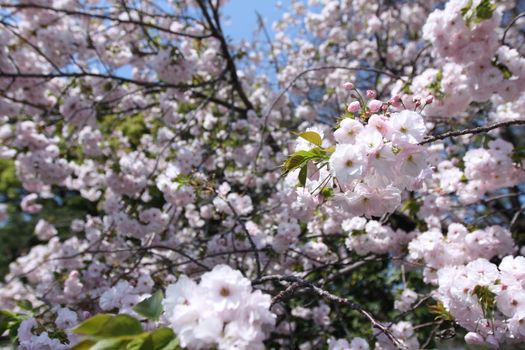 Sakura at Ueno Park