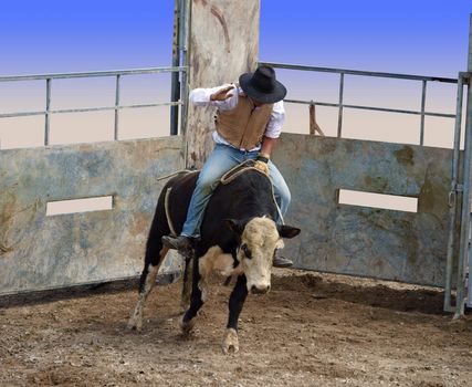 A Bull with Rider Coming out of the Gates partial isolation with clipping path       