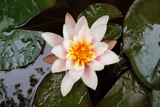 Water Lily Blooming in Lake