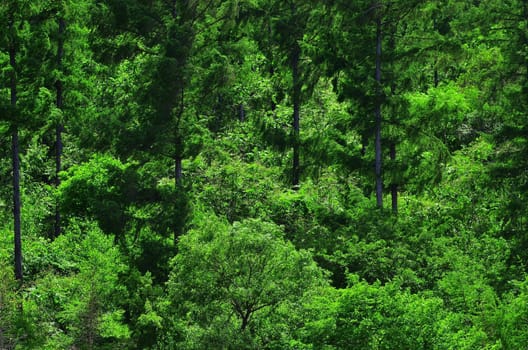 Green natural forest view