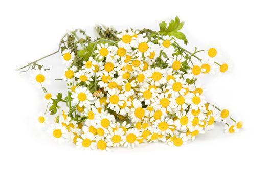 Daisy flowers isolated on white background 

