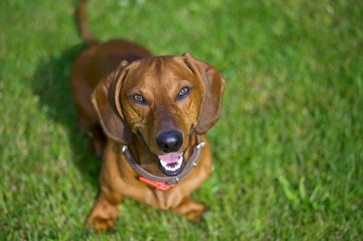 smiling brown dachshund sitting in the grass