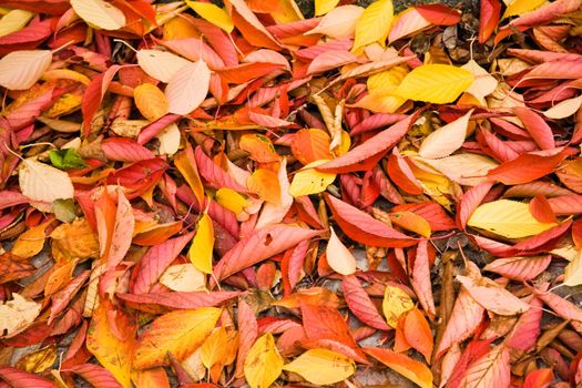 Background of colorful fallen autumn leaves on stone - Cherry tree