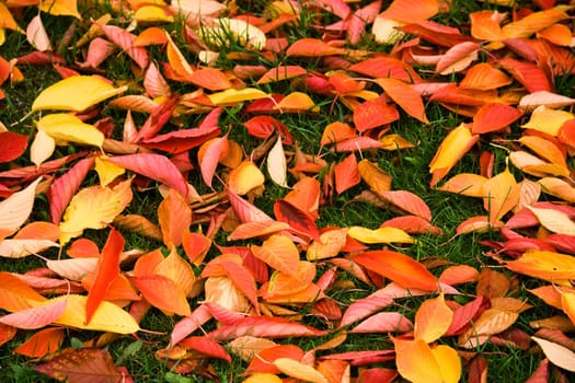 Background of colorful fallen autumn leaves on grass - Cherry tree