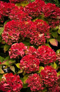 Flowers on Hortensia coloring red in autumn sun - vertical image