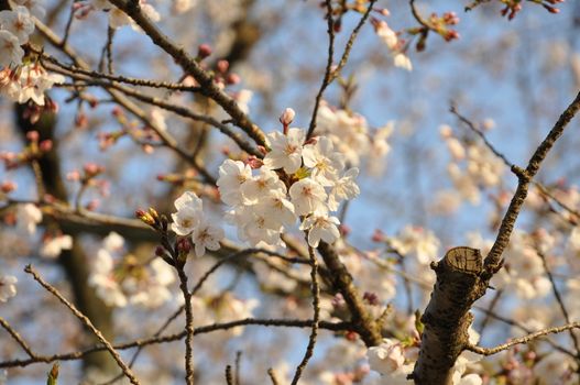 Sakura