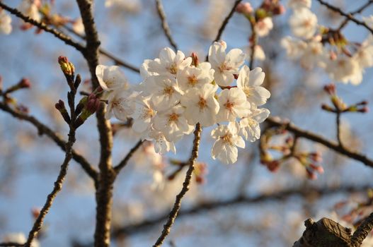 Sakura