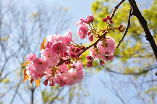 Sakura