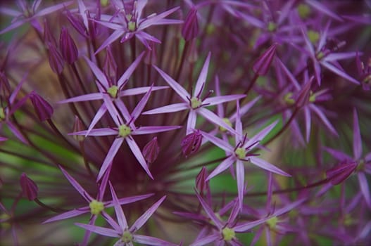 An onion flower blooms with tiny starlike blossoms that shine in the afternoon sunlight.