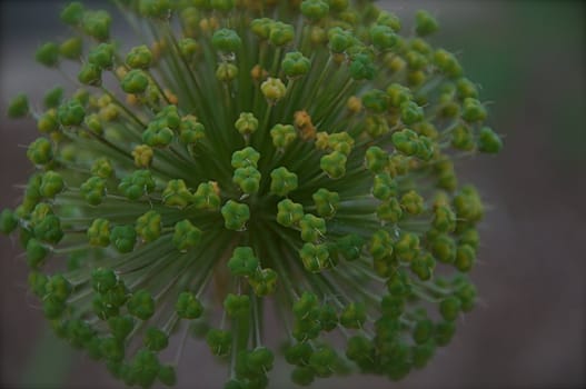 An onion flower is ready to bloom in the spring in Colorado.