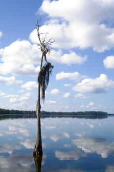 Lake scene with lone tree in foreground