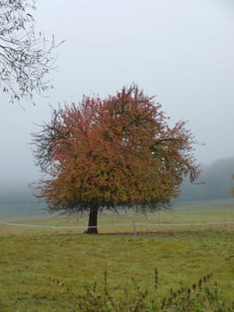 apple tree in autumn fog