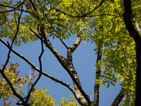 Grating branch with the wiev of blue sky