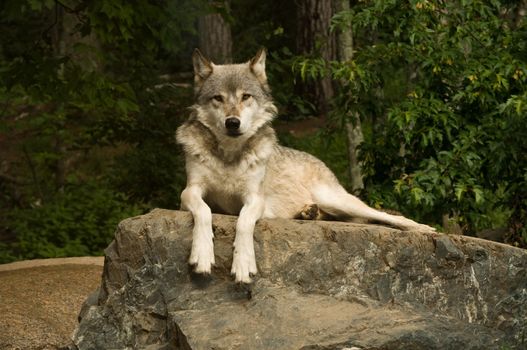 great plains wolf looking directly into the camera while laying on a large flat rock