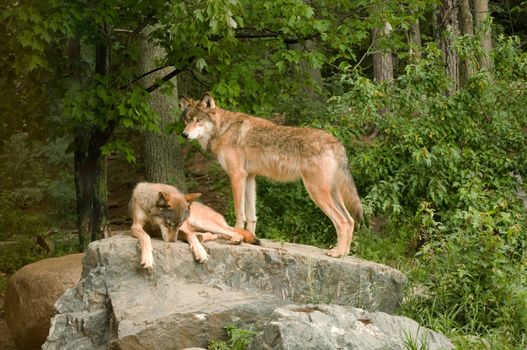 two rocky mountain wolves on top of their den relaxing and sunning in the sunshine