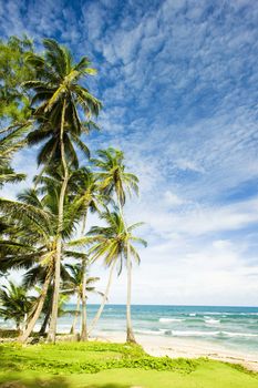 Martin''s Bay, Barbados, Caribbean