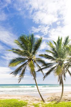 Green Point, Eastern coast of Barbados, Caribbean