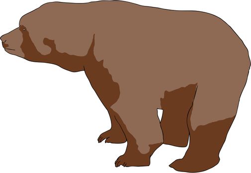 Illustration of wild brown bear (Ursus arctos)