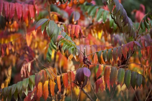 beautiful autumn colored leaves on a tree