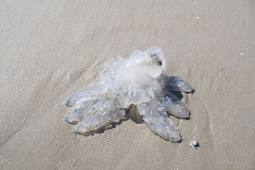jellyfish on sand - sunny day