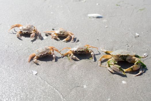 crabs on beach - sunny day