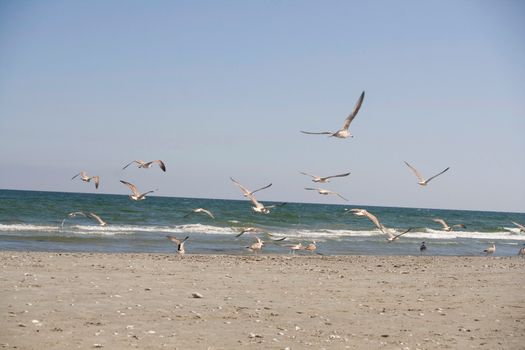 flying seagulls on the beach