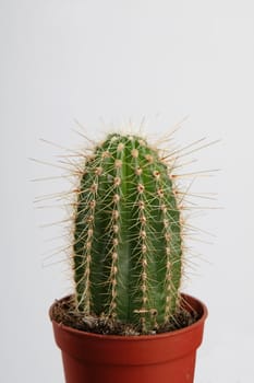 Small cactus in crock on the light background.
