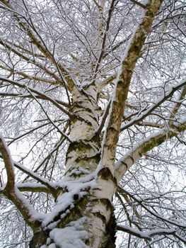 Tree  in a winter scene.