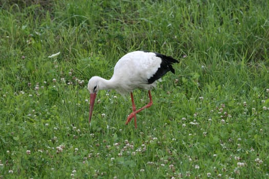 Stork, who is looking for a snack in the meadow.