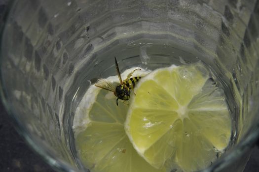 Wasp in glass feasting with martini with lemon.
