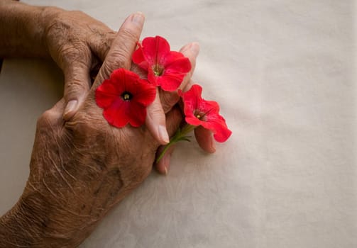 elderly hands folded holding pansy flower over white background