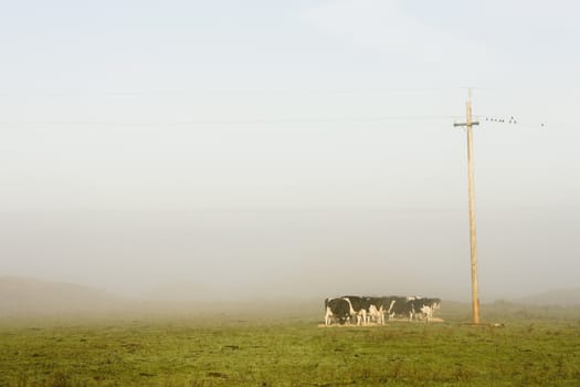 Cattle gathered In Cold Early Morning At Point Reyes, California