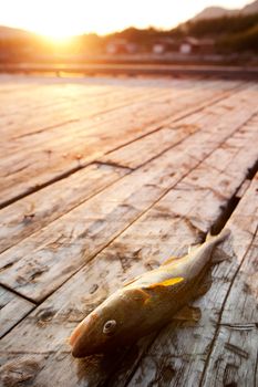 A fresh fish on a wooden dock in northern Norway