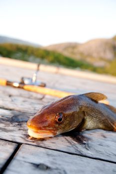 A freshly caught cod fish with a fishing rod in the background