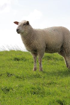 single sheep on pasture in northern Germany
