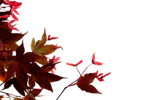 Branch of a red decorative maple in the autumn on a white background.