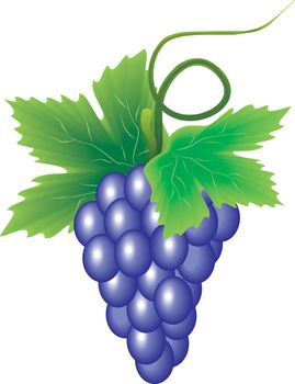 branch purple grape vine that the vector
