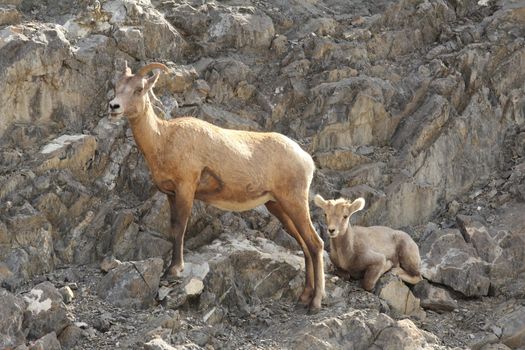 Rocky Mountain Bighorn Sheep  (Ovis canadensis canadensis) on a Rock Ledge - Ewe and Lamb - Jasper National Park, Alberta