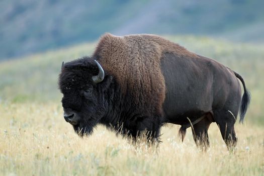 Plains Bison (Bison bison bison) on the prairie with Rocky Mountains in the background - Waterton Lakes National Park, Alberta