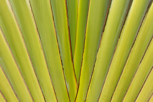 Abstract texture of center of banana tree stems