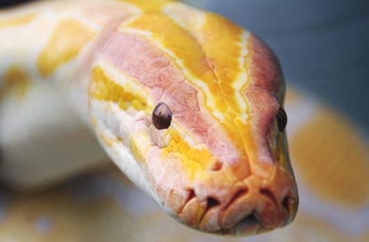 Head of a python albino