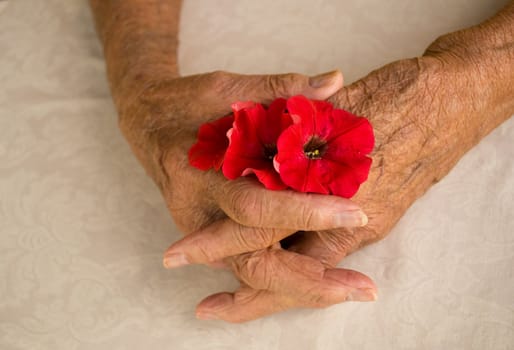 elderly hands folded holding pansy flower over white background