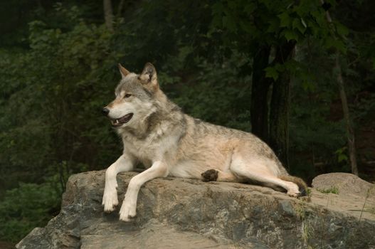 great plains wolf growling at something off camera while laying on a large flat rock in the sunshine