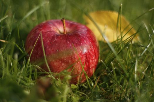 Delicious red apple in the green grass. Outdoor shot.