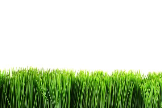 Green grass on a white background. Use, as a design element is possible.