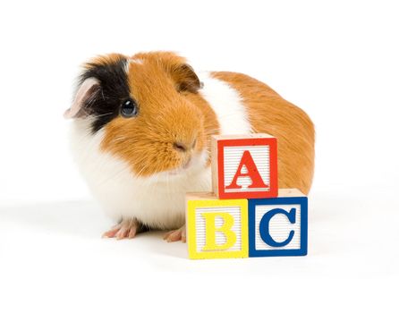 curious guinea pig is learning the ABC over white