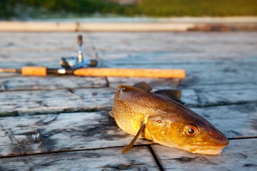 A freshly caught cod fish with a fishing rod in the background